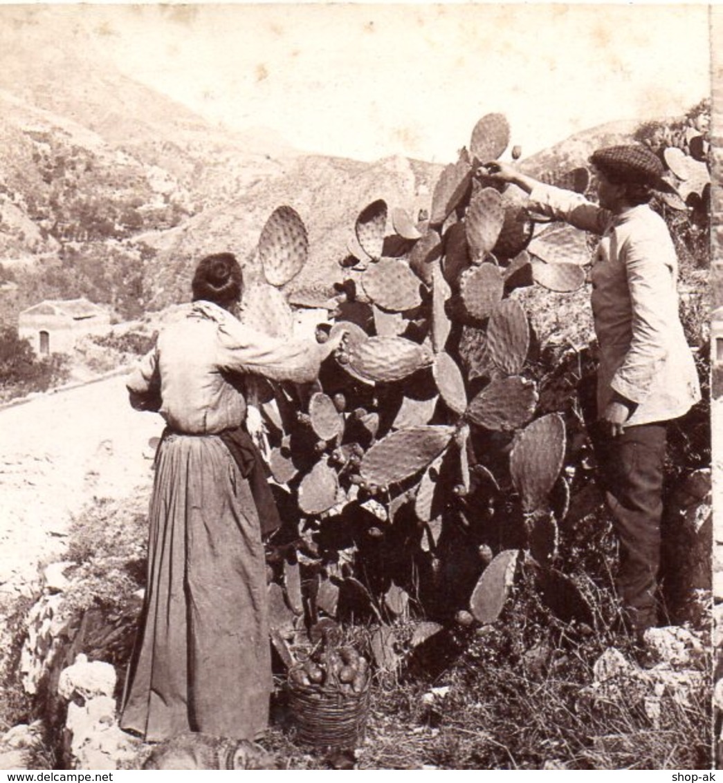 AK-1700/ Taormina Ernte Der Kaktusfeigen Italien  Stereofoto V Alois Beer ~ 1900 - Photos Stéréoscopiques