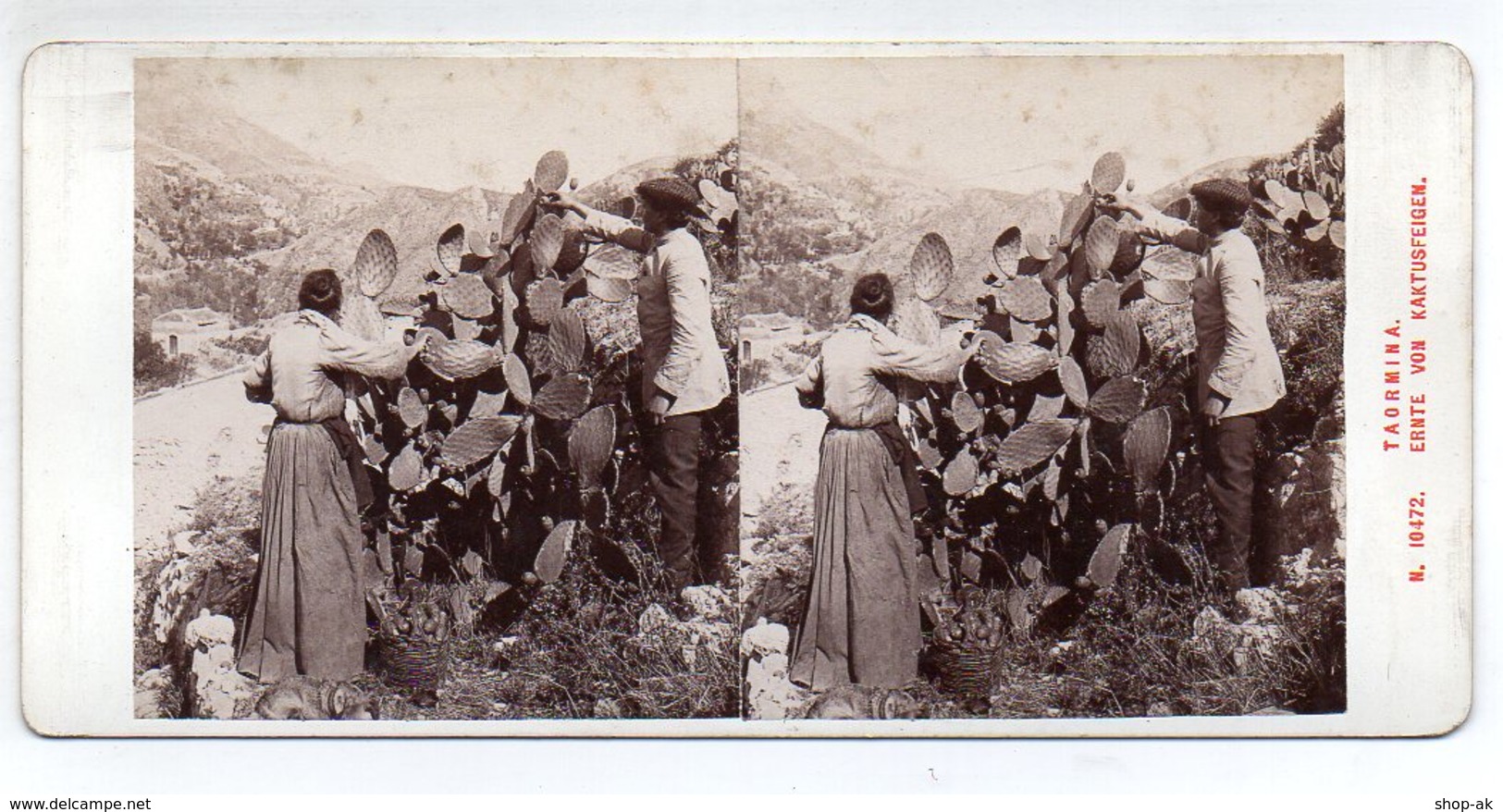 AK-1700/ Taormina Ernte Der Kaktusfeigen Italien  Stereofoto V Alois Beer ~ 1900 - Stereoscoop