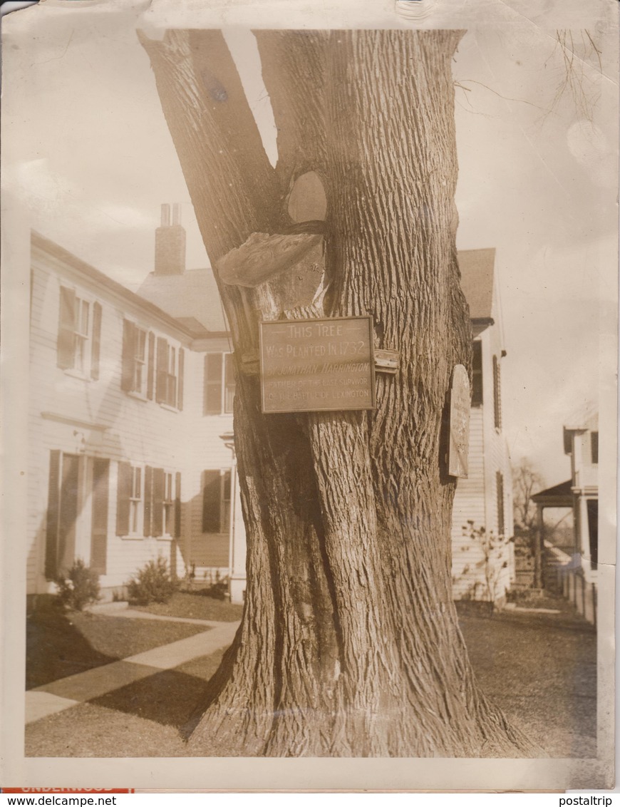 TREE MEMORIAL HARRINGTON HOUSE LEXINGTON   Dendrology, Forest, Xylology, Forestry 26*20CM Fonds Victor FORBIN 1864-1947 - Lugares