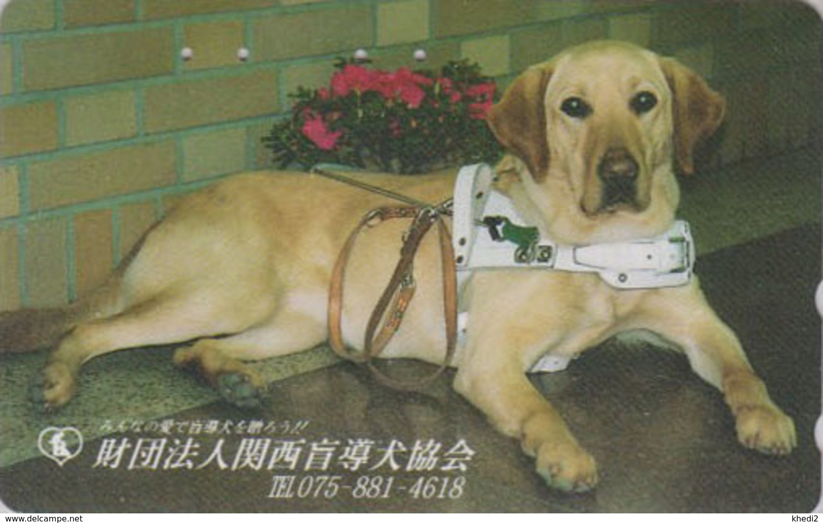 Télécarte Japon / 110-011 - ANIMAL - CHIEN LABRADOR Guide D'aveugle - DOG For BLIND People Japan Phonecard - 1186 - Hunde