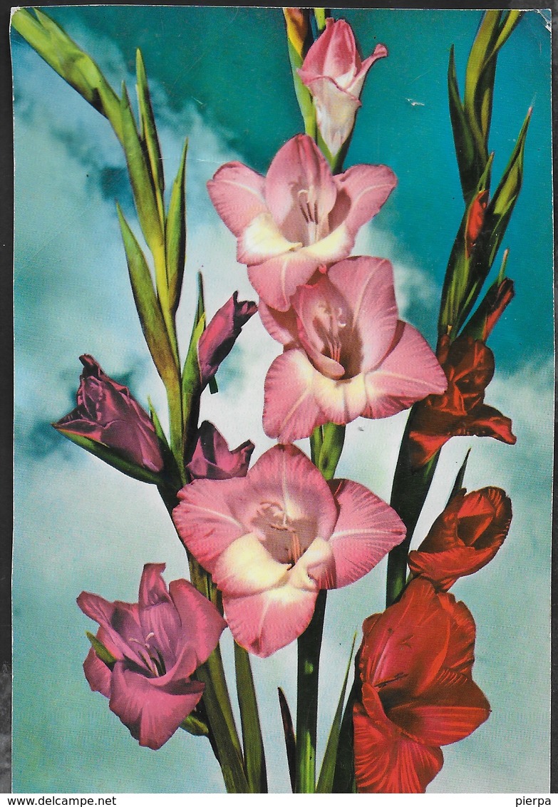 GLADIOLI - EDIZ G.M. - VIAGGIATA 1956 - Fiori