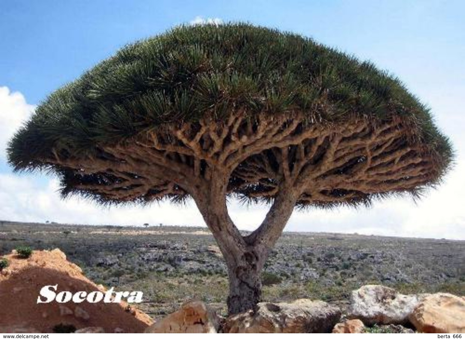 Socotra Island UNESCO Dragon Blood Tree Yemen New Postcard Sokotra Insel AK - Jemen