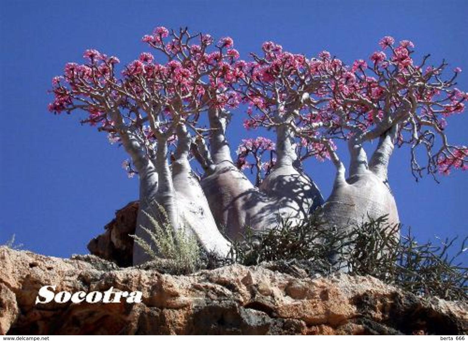 Socotra Island UNESCO Cucumber Tree Yemen New Postcard Sokotra Insel AK - Jemen