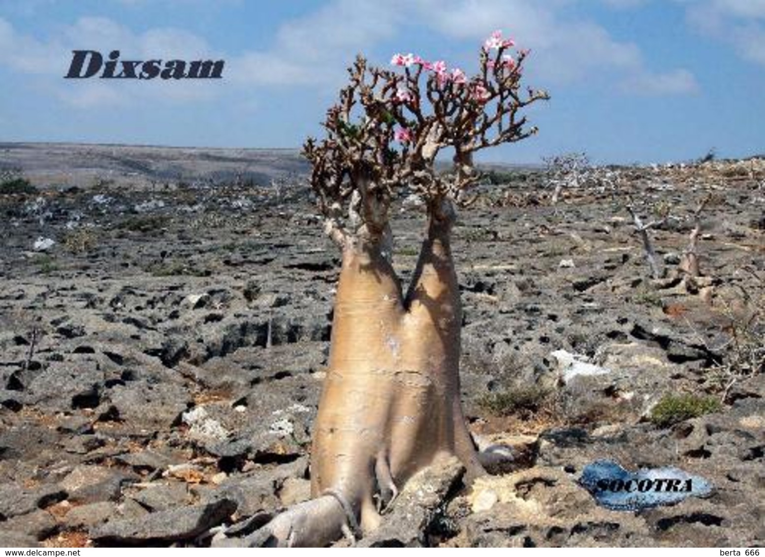 Socotra Island UNESCO Dixsam Cucumber Tree Yemen New Postcard Sokotra Insel AK - Jemen