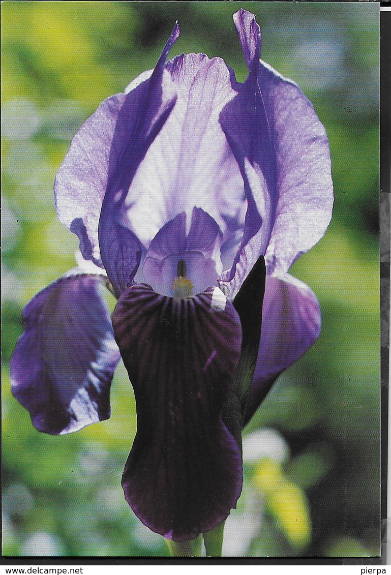 GIAGGIOLO DELLA MARSICA ( IRIS MARSICANA) - NUOVA - Fiori