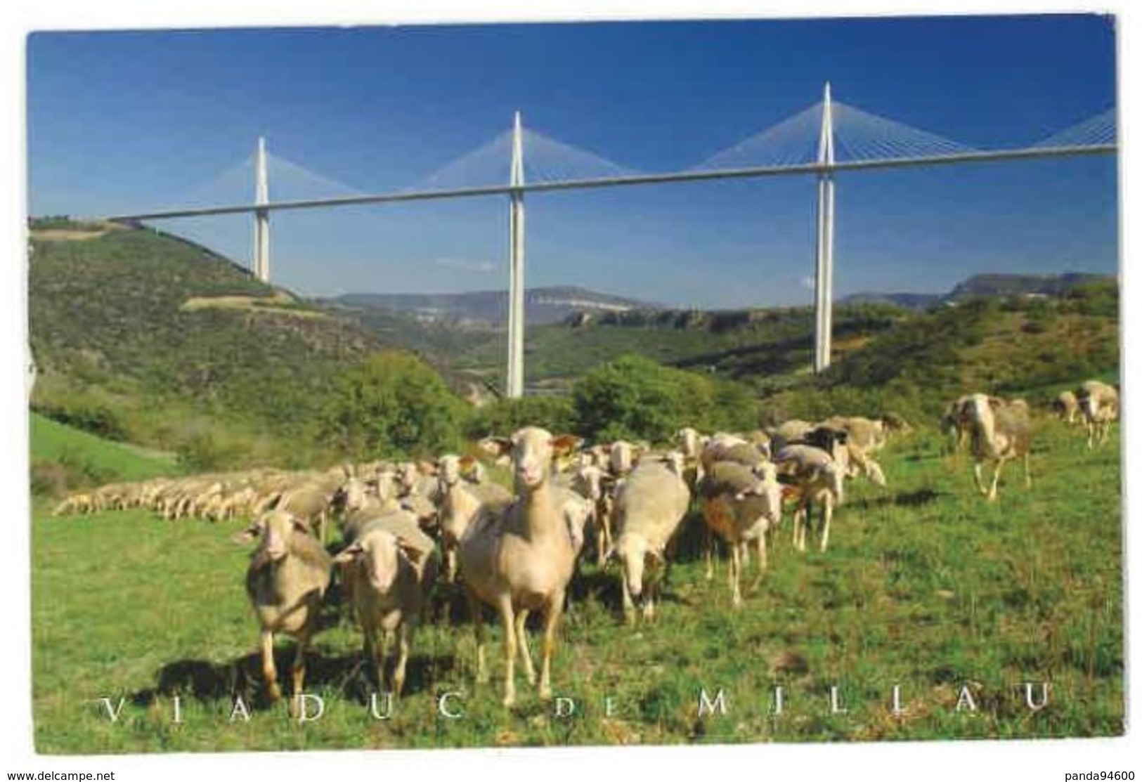 Viaduc De Millau (12) Troupeau De Moutons 2010 - Millau