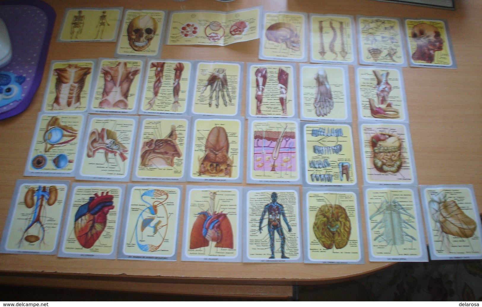 Cromos Del Album Color Y Vida Años 60,anatomia. - Andere & Zonder Classificatie