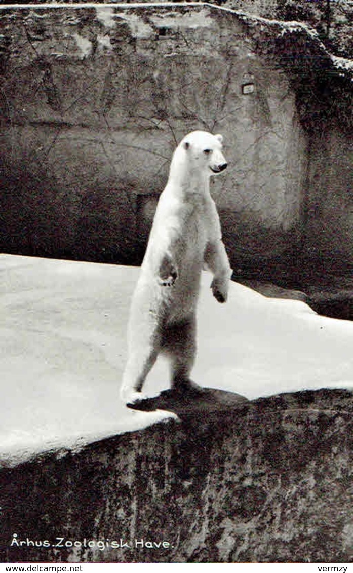 CPSM  AARHUS : Zoologisk Have - Ours Blanc - Danemark