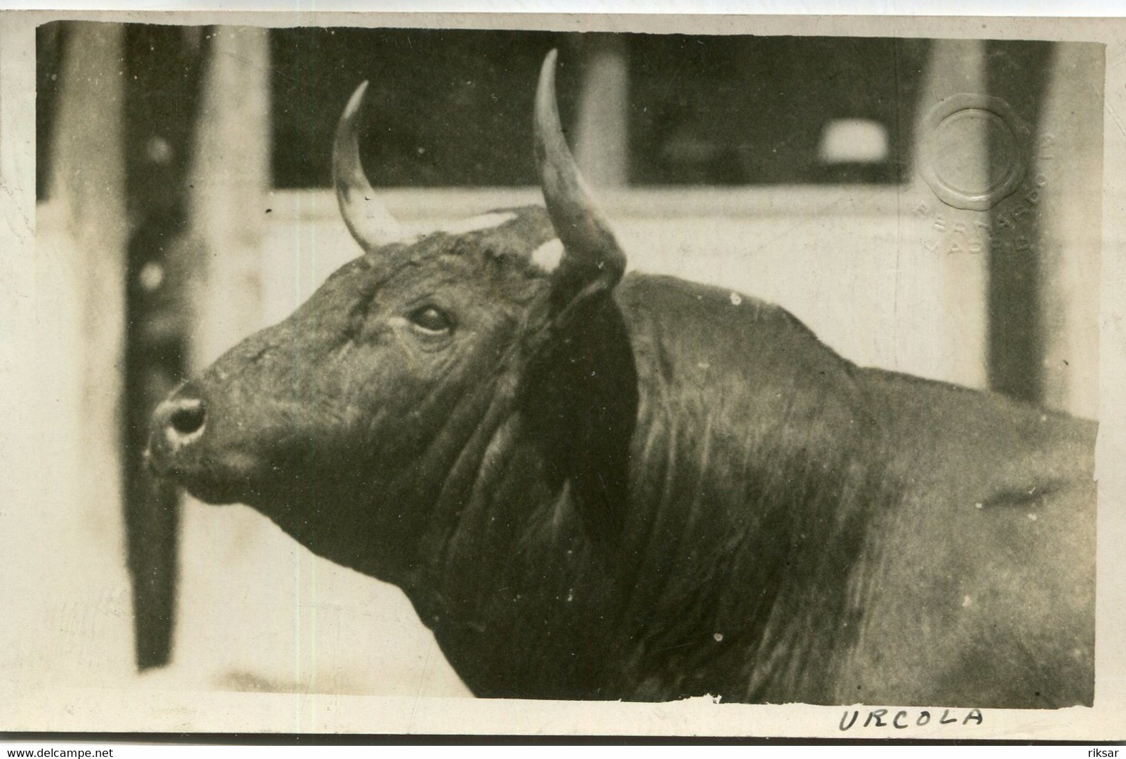 ESPAGNE(CORRIDA) TAUROMACHIE(CARTE PHOTO) - Corrida