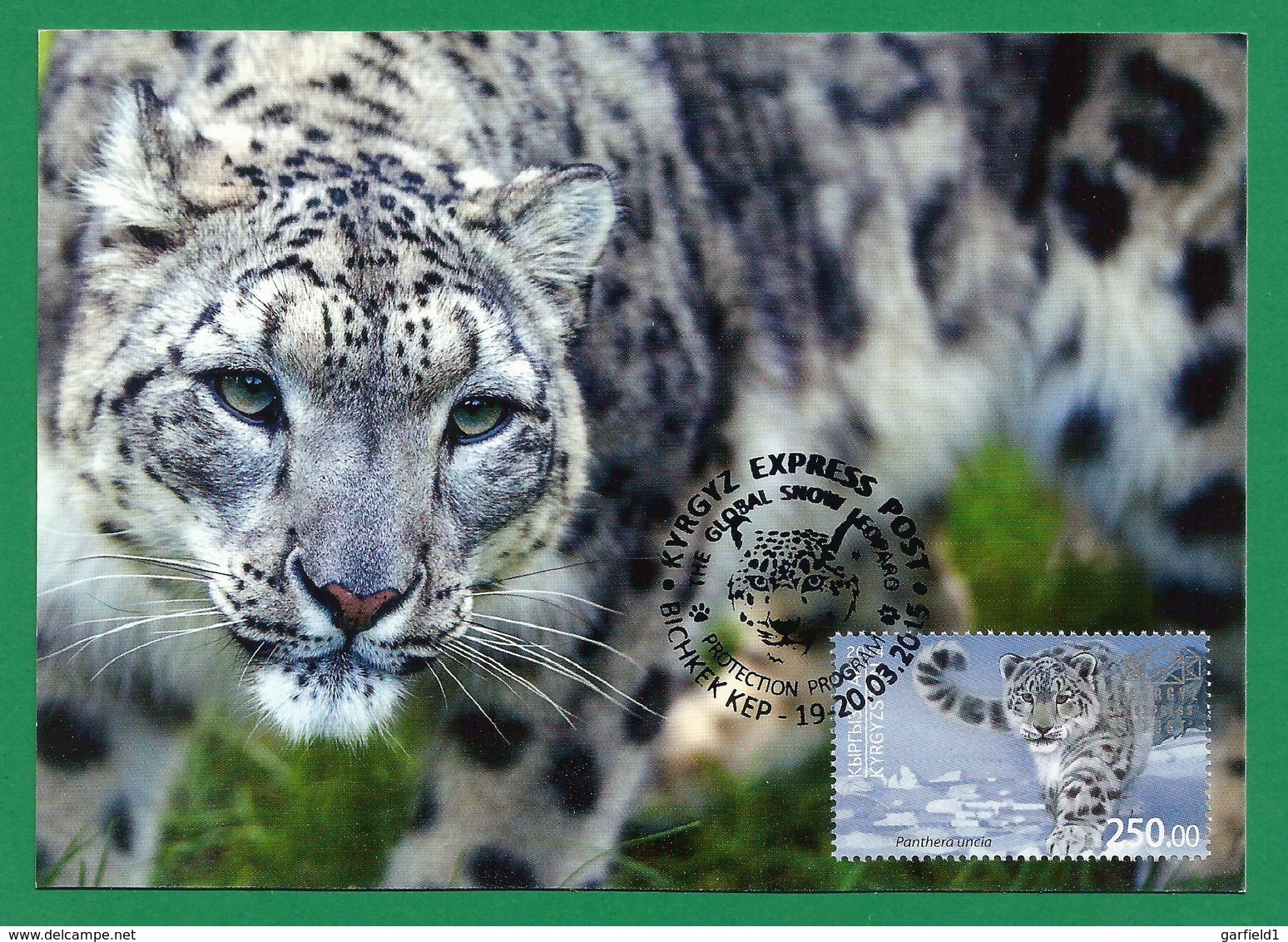 Kirgisistan 2014 , Snow Leopard , Maximum Card MC-2 , First Day 19.02.2015 - Kirgisistan