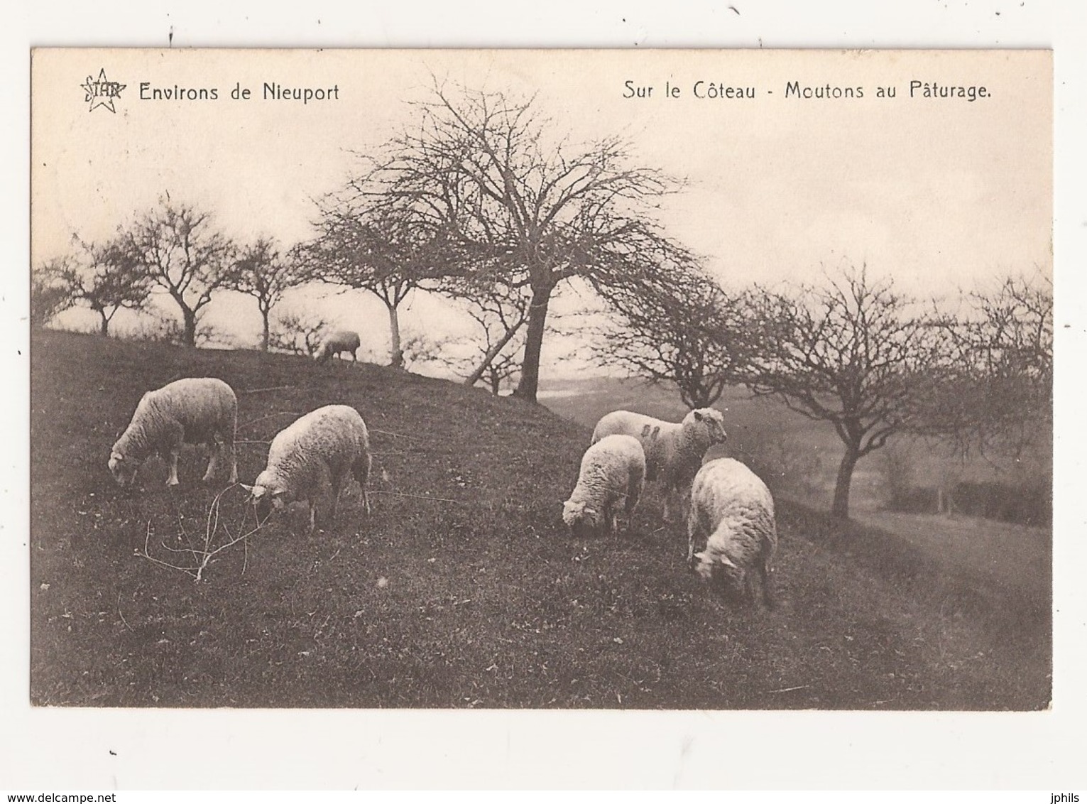 NIEUPORT Sur Le Coteau Moutons Au Paturage - Nieuwpoort