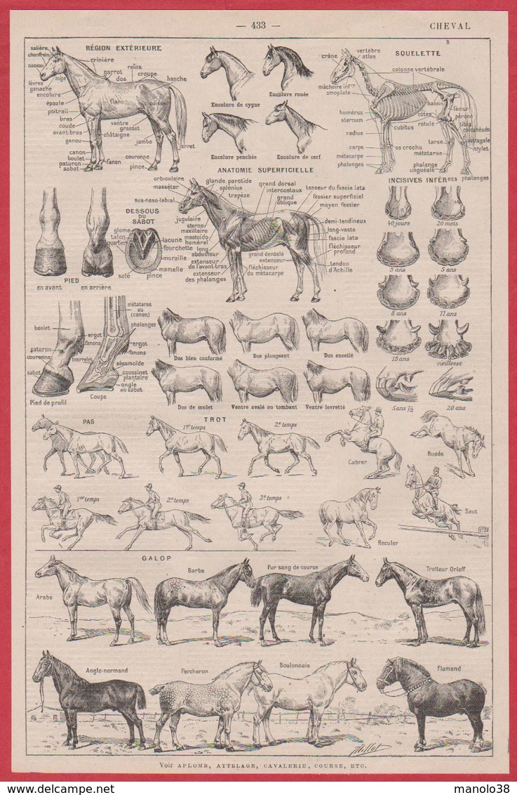 Cheval. Chevaux. Anatomie, Allures, Races. Illustration Adolphe Millot. Larousse 1920. - Unclassified