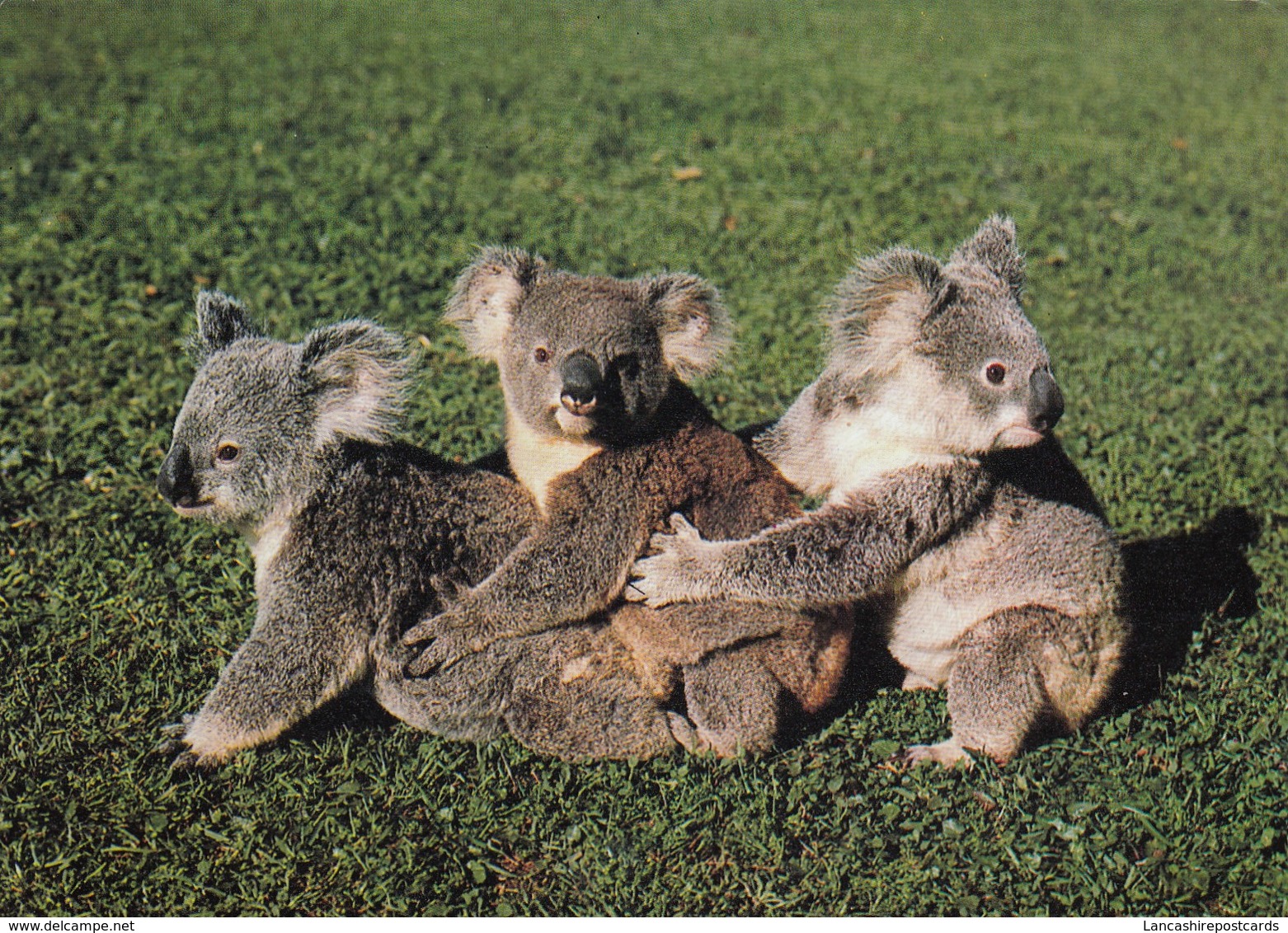 Postcard Koala Cubs Australia's Cuddliest Natives PU Cairns QLD 1989  My Ref  B23619 - Other & Unclassified