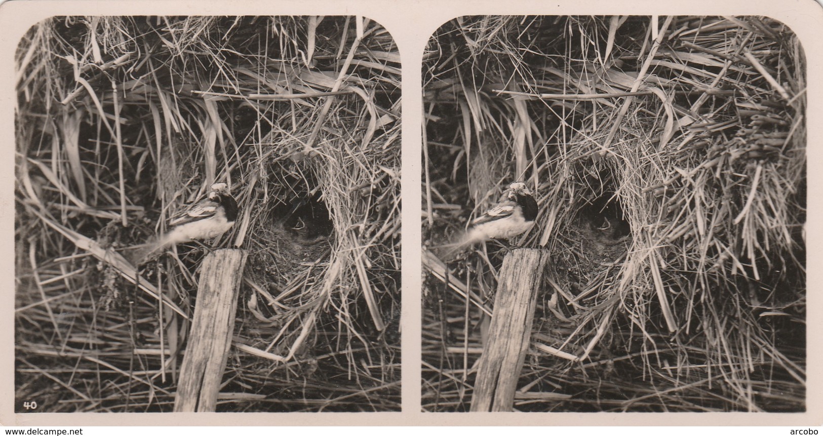 STEREOFOTO, Matacill Alba L. Bergeronnette Grise, Witte Kwikstaart, White Wagtail Weisse Bachstelze Par A.Bardet Nr 40 - Visionneuses Stéréoscopiques