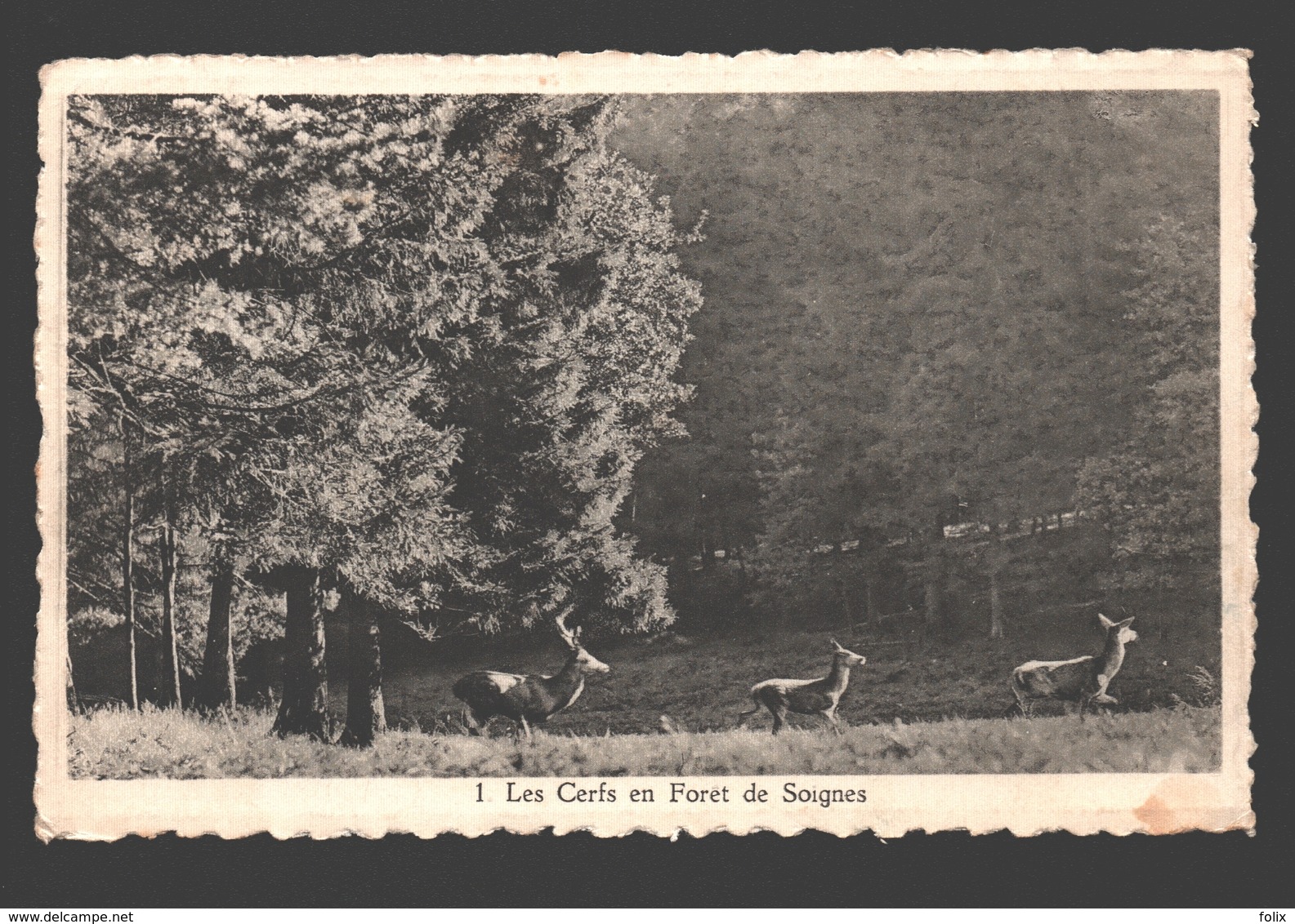 Brussel / Bruxelles - Les Cerfs En Forêt De Soignes - Cerf / Hert / Deer - Forêts, Parcs, Jardins