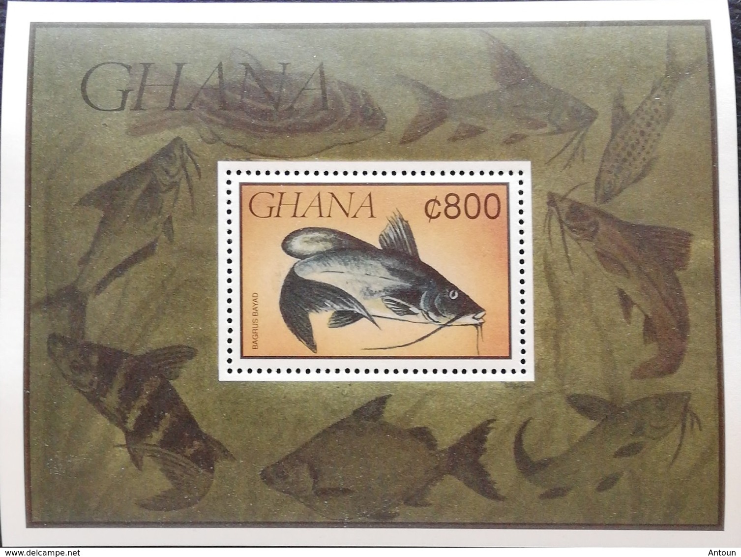 Ghana  1991 Fish S/S - Ghana (1957-...)