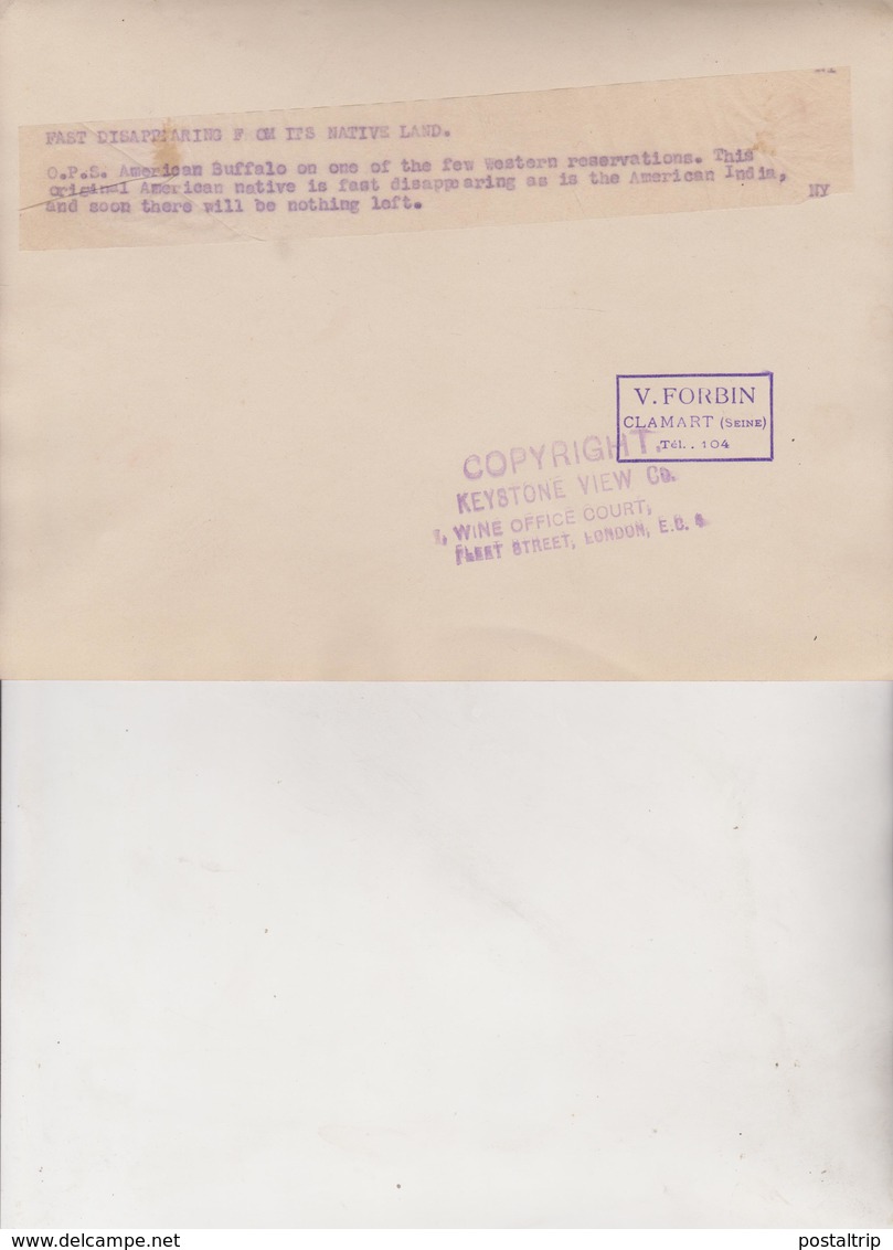 AMERICAN INDIAN  FAST DISAPPEARING  BUFFALO BISON BISONTE 21 *16 CM Fonds Victor FORBIN 1864-1947 - Otros & Sin Clasificación