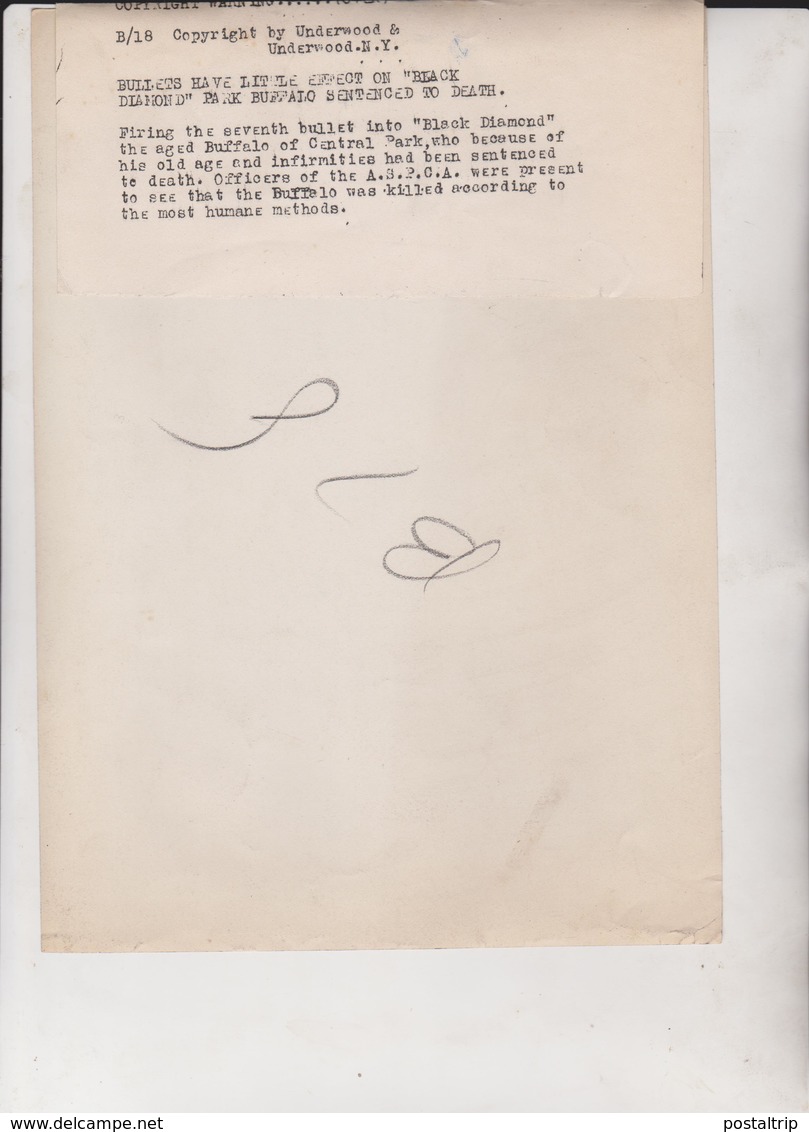 BLACK DIAMOND SENTENCED TO DEATH  CENTRAL PARK  ASPCA  BUFFALO BISON BISONTE 25 *18 CM Fonds Victor FORBIN 1864-1947 - Otros & Sin Clasificación