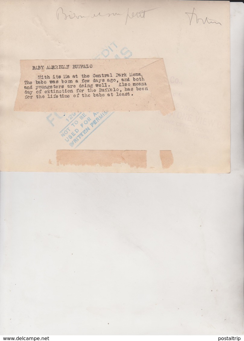 CENTRAL PARK MENAGERIE BABY BUFFALO BISON BISONTE 20 *15 CM Fonds Victor FORBIN 1864-1947 - Otros & Sin Clasificación