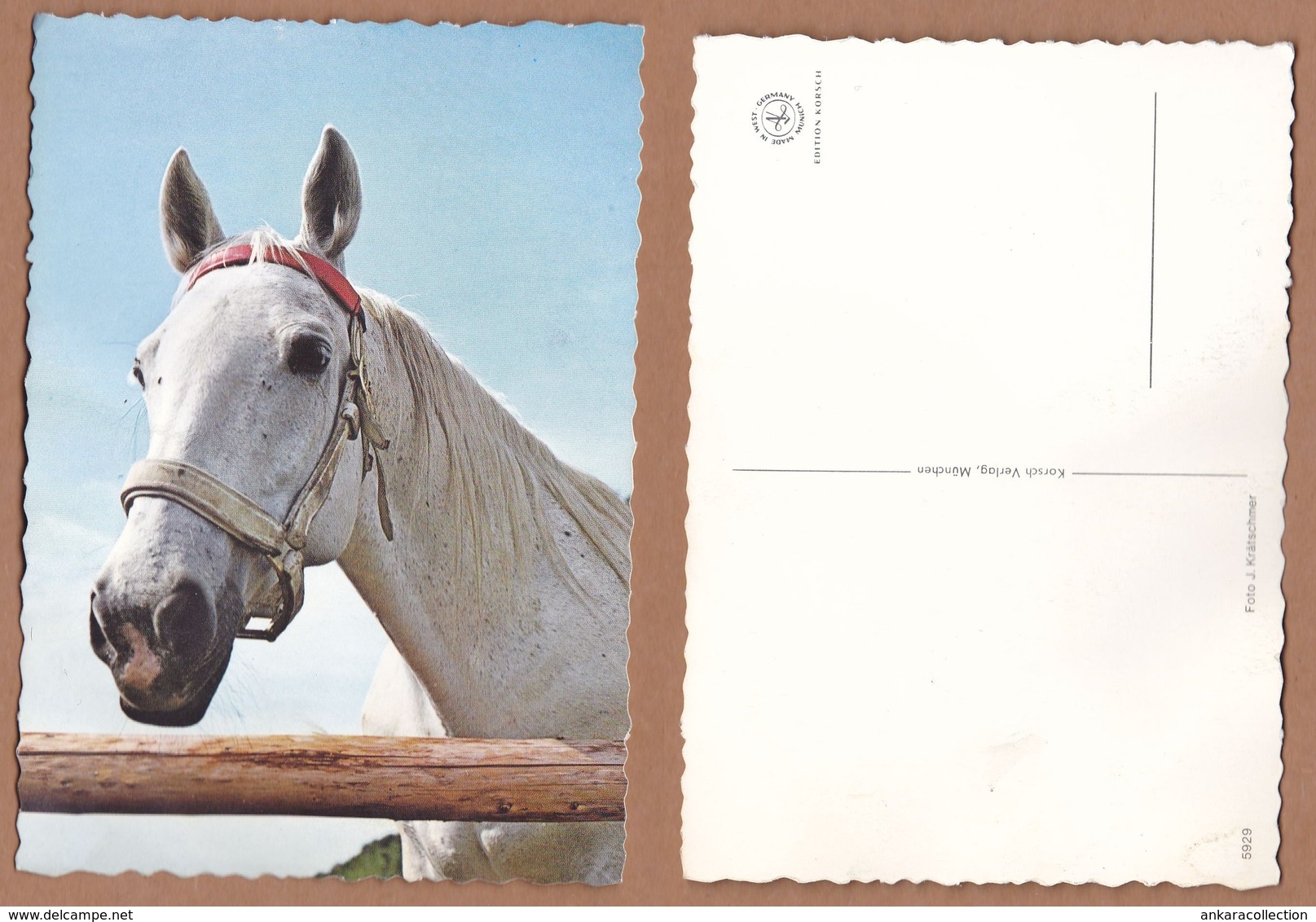 AC - HORSE TURKEY CARTE POSTALE POST CARD - Horses