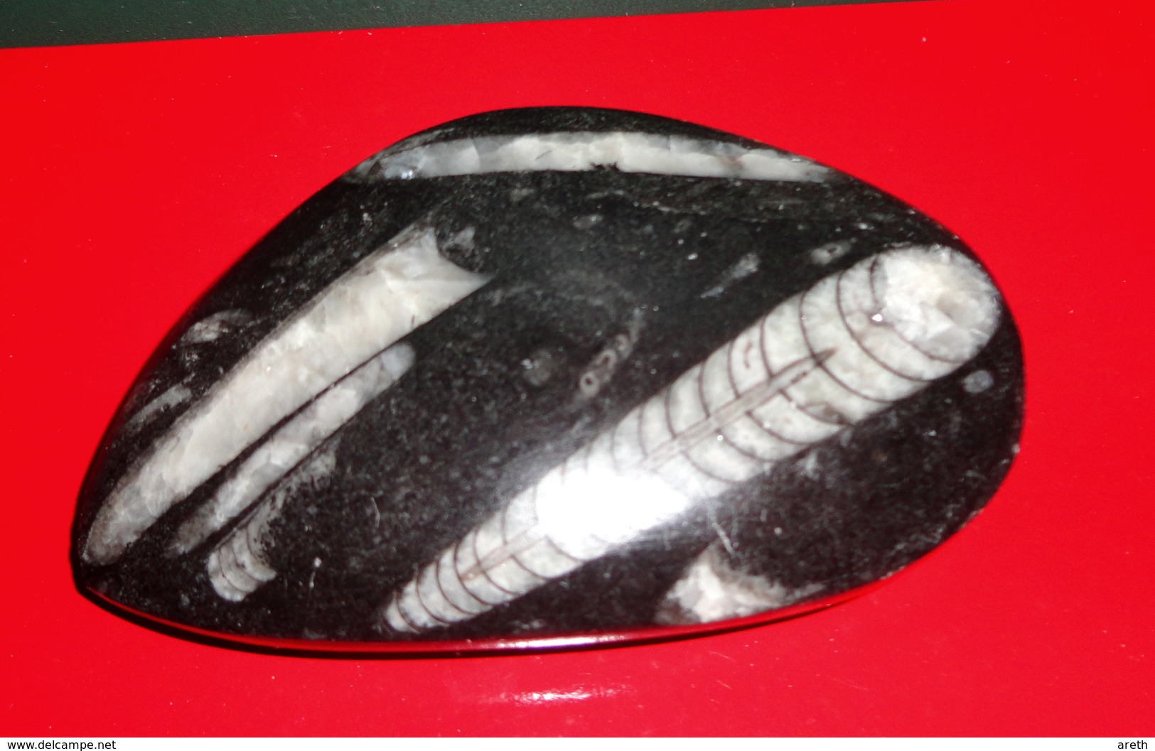 Plaque Polie ORTHOCERAS (Orthocere) - 9 X 5 Cm - Fossilien