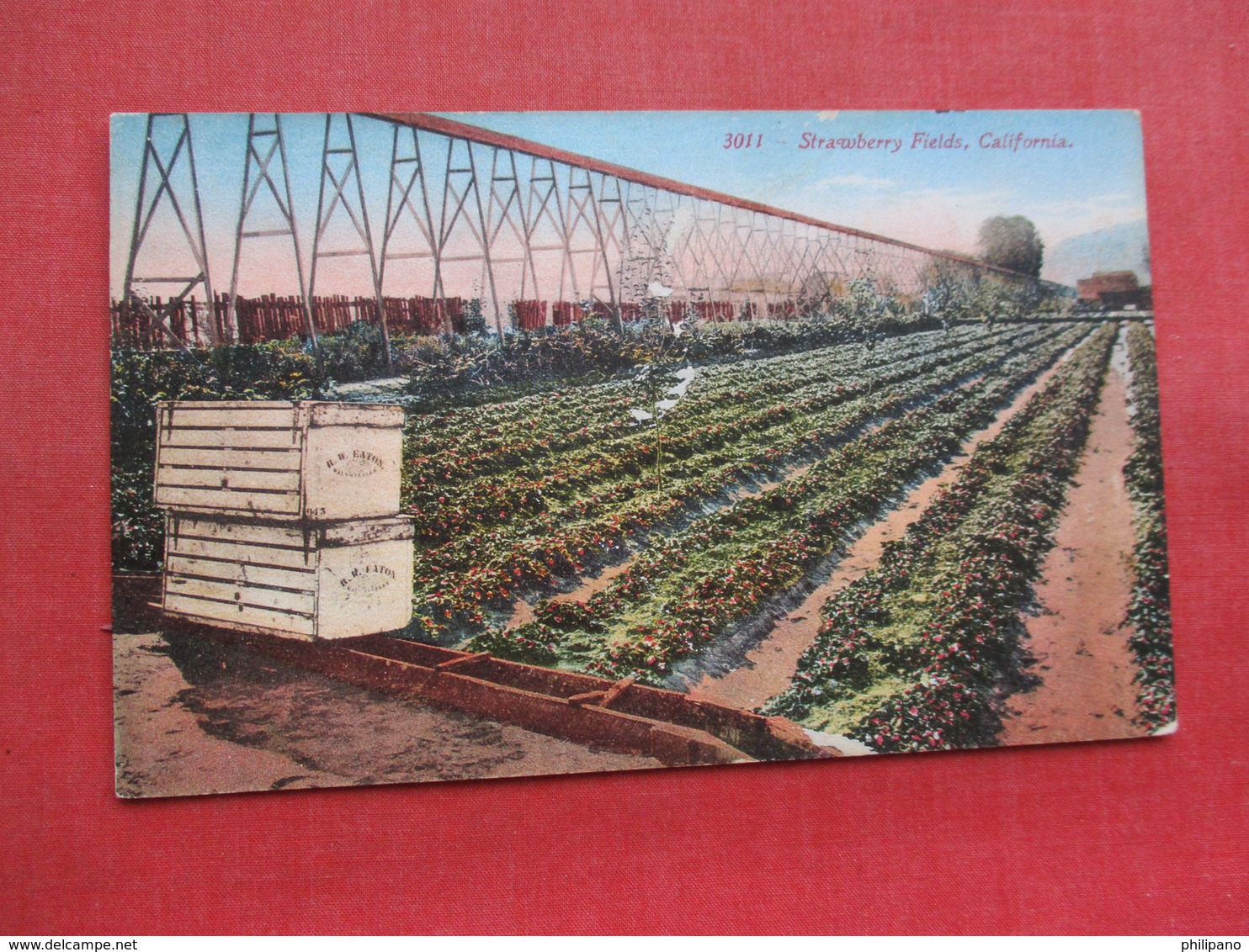 Strawberry  Field In California      Ref 3358 - Flowers