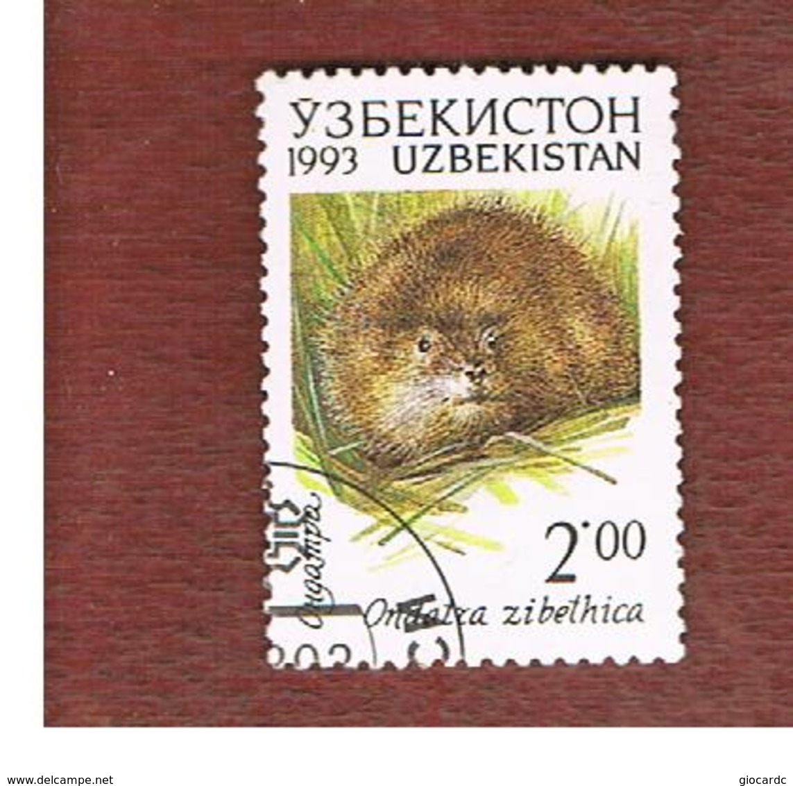 UZBEKISTAN   - SG 9  - 1993 ANIMALS: ONDATRA ZIBETHICA  -   USED - Uzbekistan