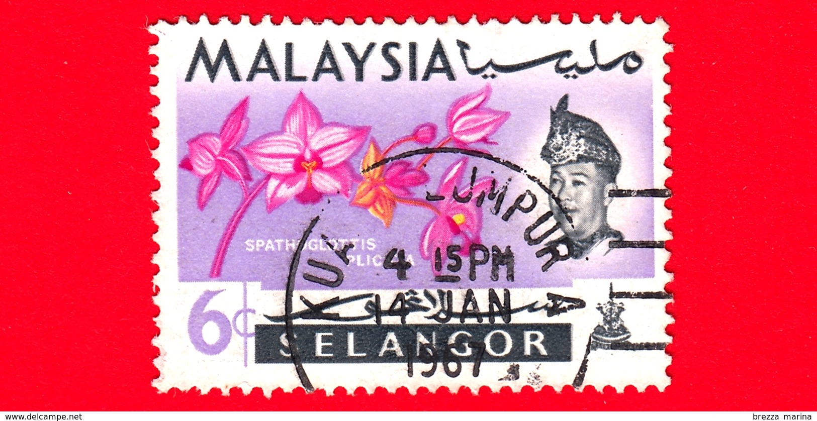 MALESIA - MALAYSIA - Usato - SELANGOR - 1965 - Fiori - Orchidee - Spathoglottis Plicata - Sultano - 6 - Malaysia (1964-...)