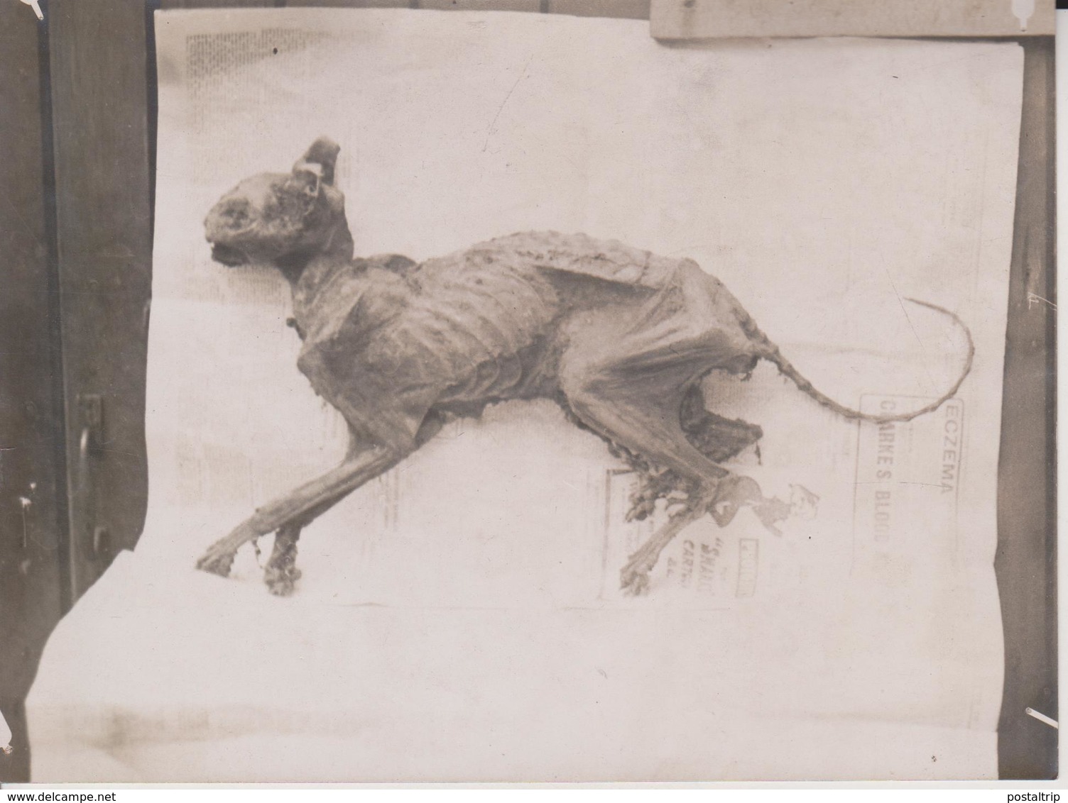 A MUMMIFIED CAT FOUND IN AN EMPTY HOUSE HOME FOR LOST CATS SALINGTON  GATO CHAT KAT CAT  16* 12CM Fonds Victor FORBIN - Otros & Sin Clasificación