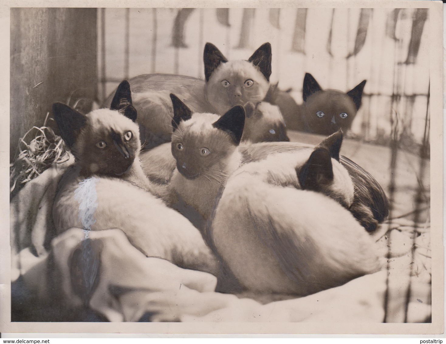 SIAMESE CAT CLUB'S SHOW HOLY TRINITY HALL GREAT PORTLAND STREET GATO CHAT KAT CAT 20* 15CM Fonds Victor FORBIN 1864-1947 - Otros & Sin Clasificación