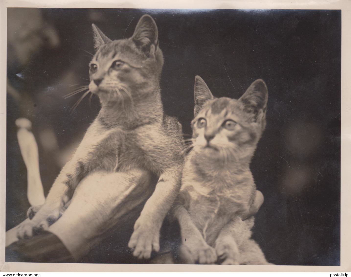 HYBRIS BETWEEN CAT AND POSSUM JACK AND JILL MELBOURNE CAT SHOW  GATO CHAT KAT CAT 21* 16CM Fonds Victor FORBIN 1864-1947 - Otros & Sin Clasificación