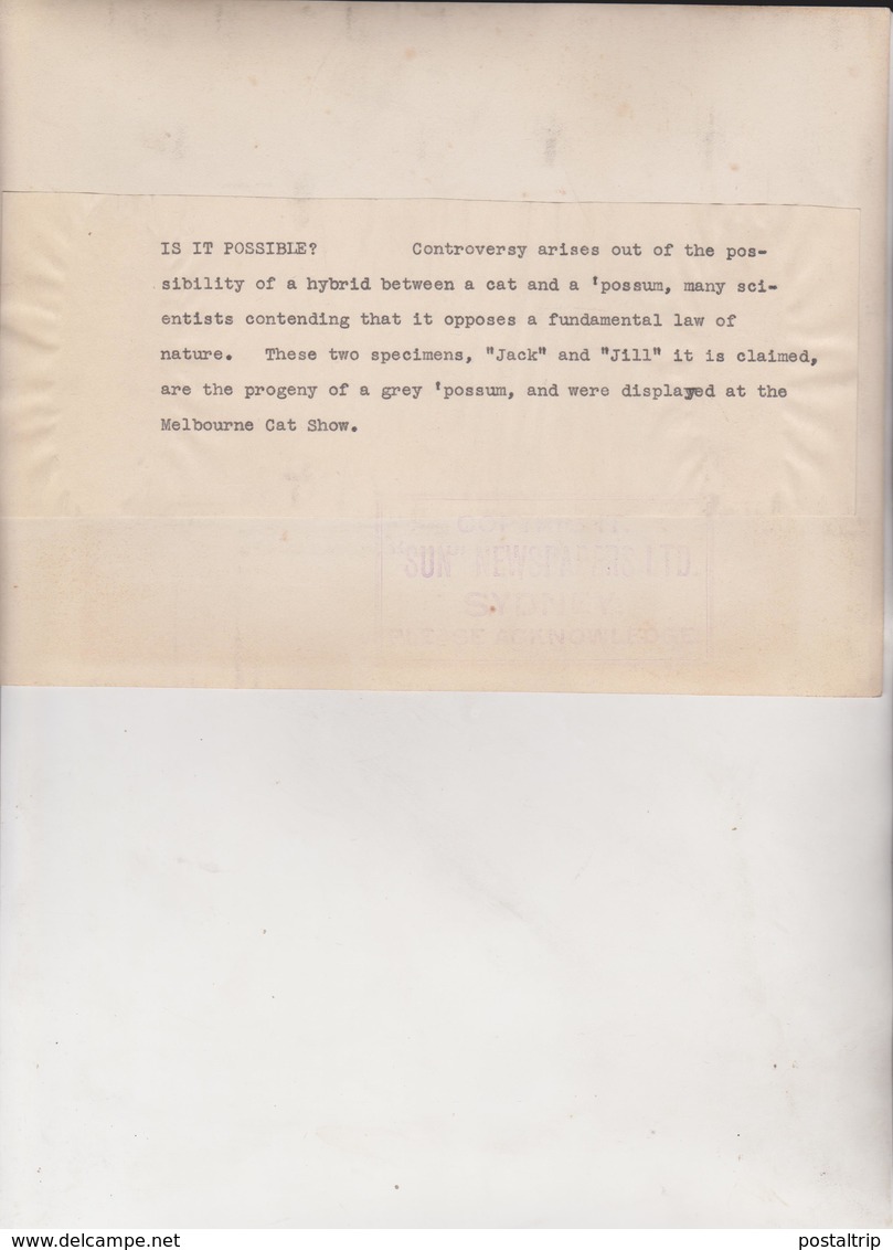 HYBRIS BETWEEN CAT AND POSSUM JACK AND JILL MELBOURNE CAT SHOW  GATO CHAT KAT CAT 21* 16CM Fonds Victor FORBIN 1864-1947 - Otros & Sin Clasificación