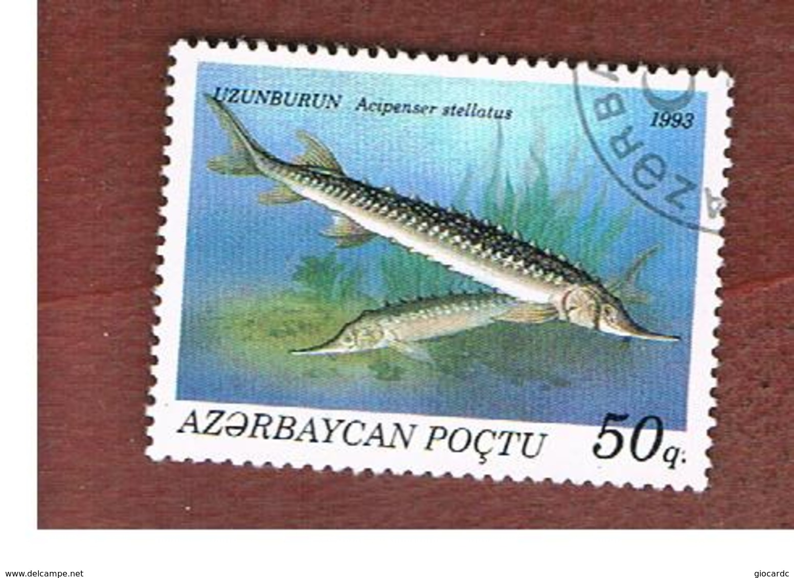 AZERBAIJAN   - SG 113 -  1993 FISHES: STELLATE STURGEON  -   USED - Azerbaijan