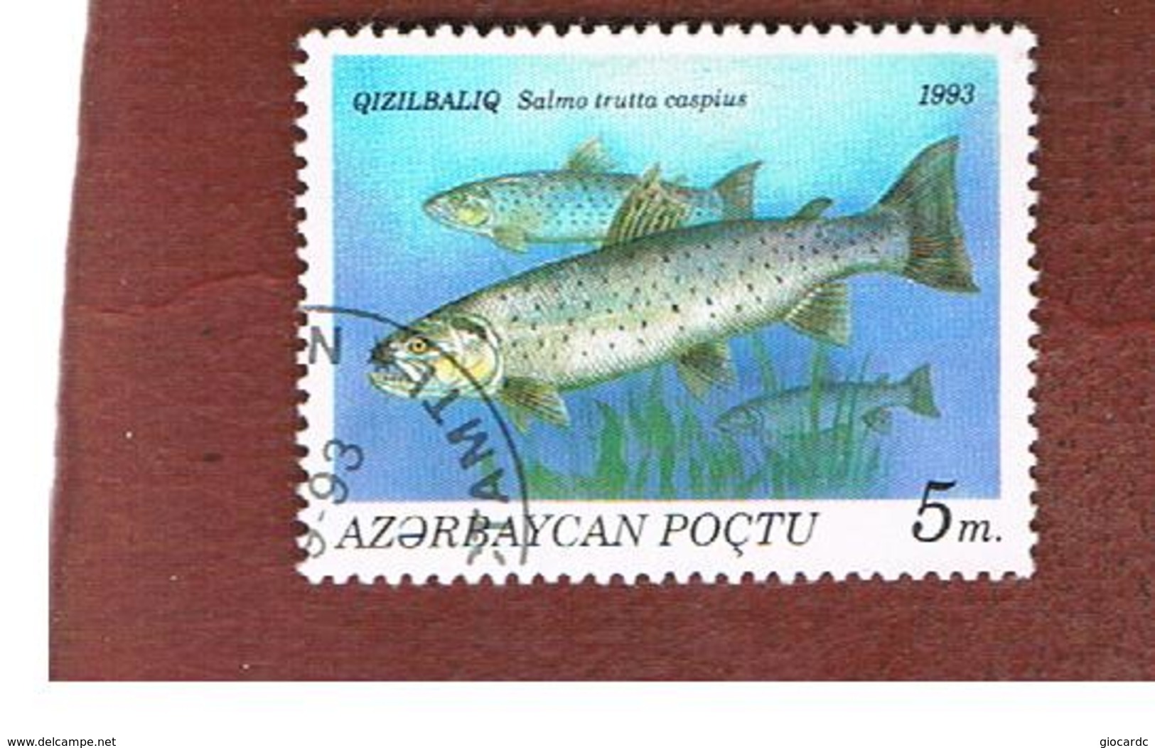 AZERBAIJAN   - SG 116 -  1993 FISHES: CASPIAN TROUT  -   USED - Azerbaijan