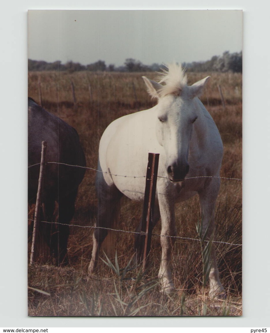 PHOTO DE CHEVAUX EN CAMARGUE  14 X 9 CM - Lieux