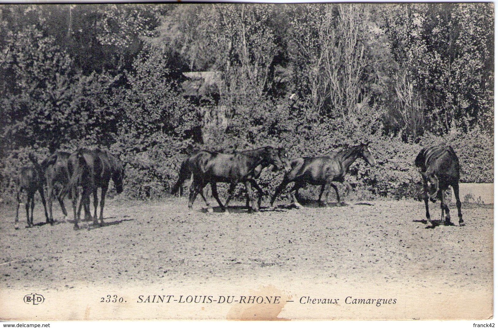 13. Saint Louis Du Rhône. Chevaux Camargues - Saint-Louis-du-Rhône