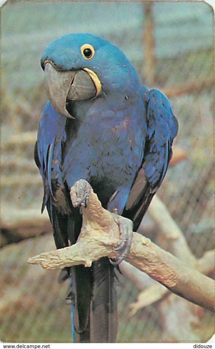 Animaux - Oiseaux - Perroquet - Hyacinte Macaw - Twycross Zoo - Leicestershire - Voir Scans Recto-Verso - Birds