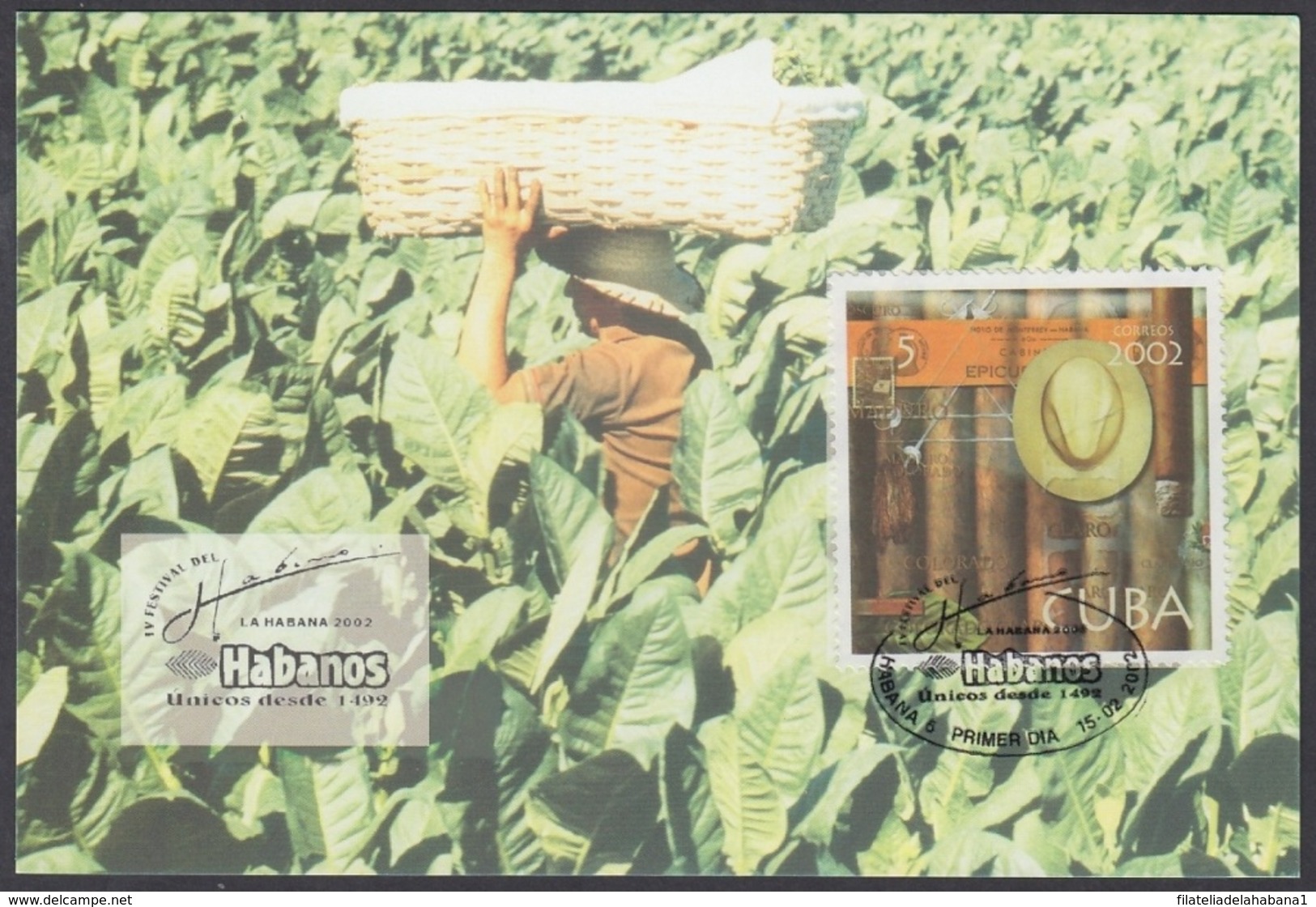 TMA-253 CUBA 2002 MAXIM CARD FESTIVAL DEL HABANO, TOBACCO PLANTING. - Tarjetas – Máxima