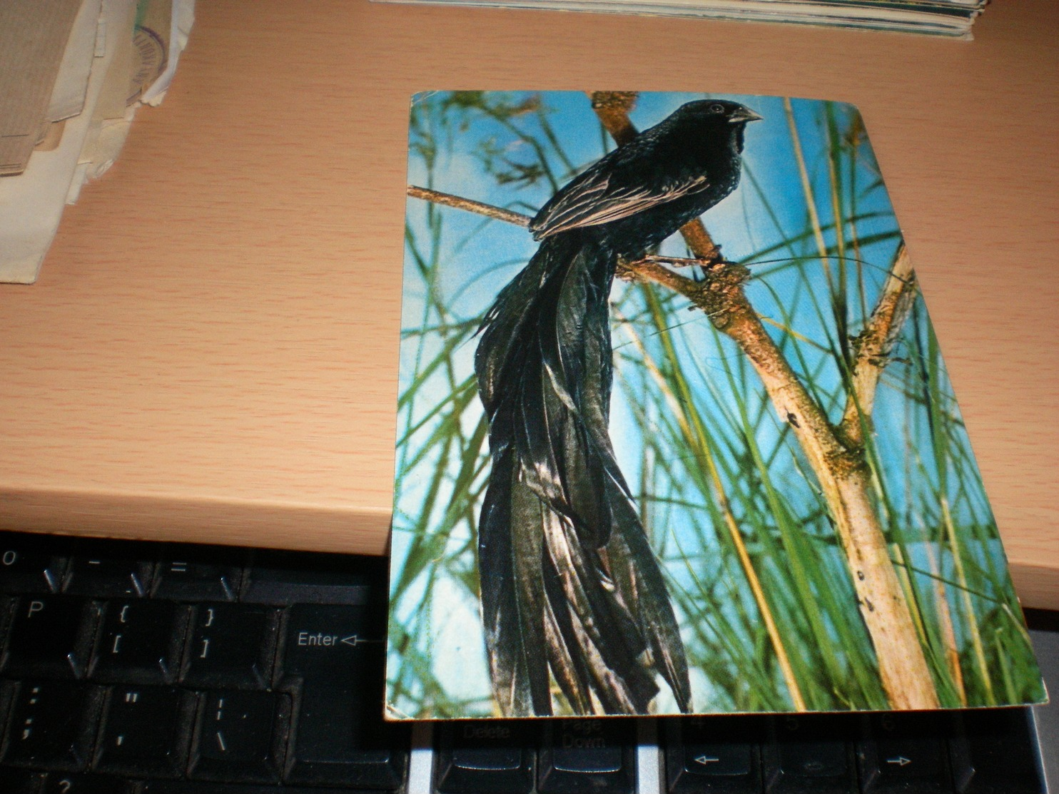 Long Tail Widow Bird, Kenya, By Air Mail - Sonstige & Ohne Zuordnung