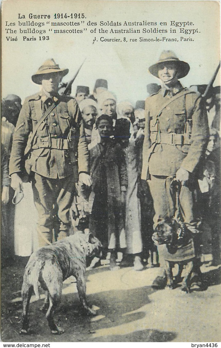 AUSTRALIE - GUERRE 1915 - LES BULLDOGS "MASCOTTES" DES SOLDATS AUSTRALIENS EN EGYPTE - Autres & Non Classés