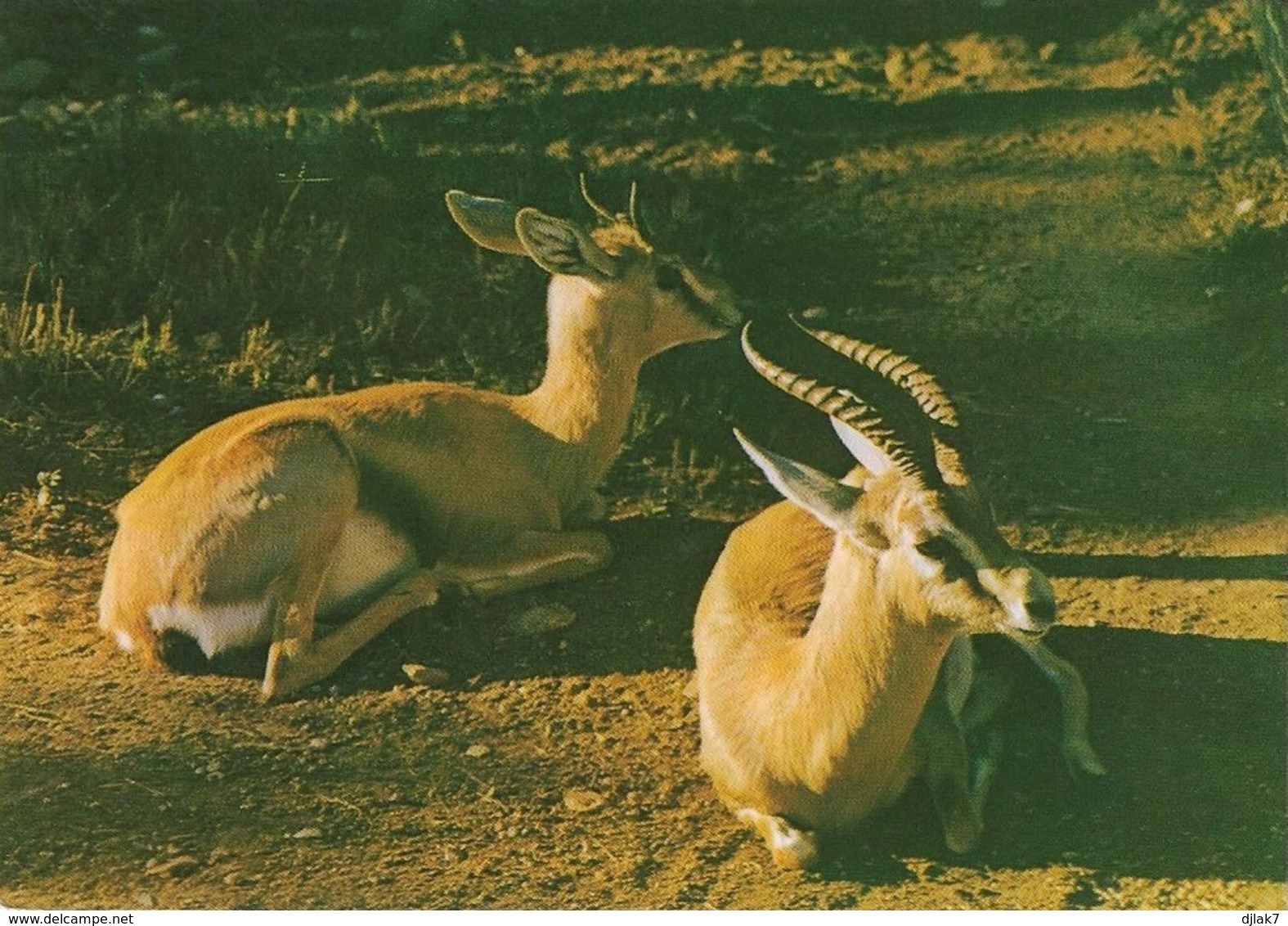 Jardin Exotique Et Zoo Sanary Bandol Gazelles Dorcas Sahara (2 Scans) - Otros & Sin Clasificación