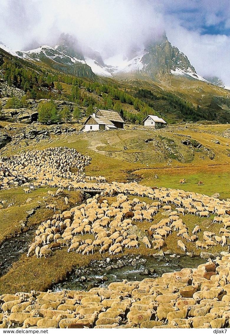 Arrière Saison En Clarée Hautes Alpes Avec Troupeau (2 Scans) - Breeding