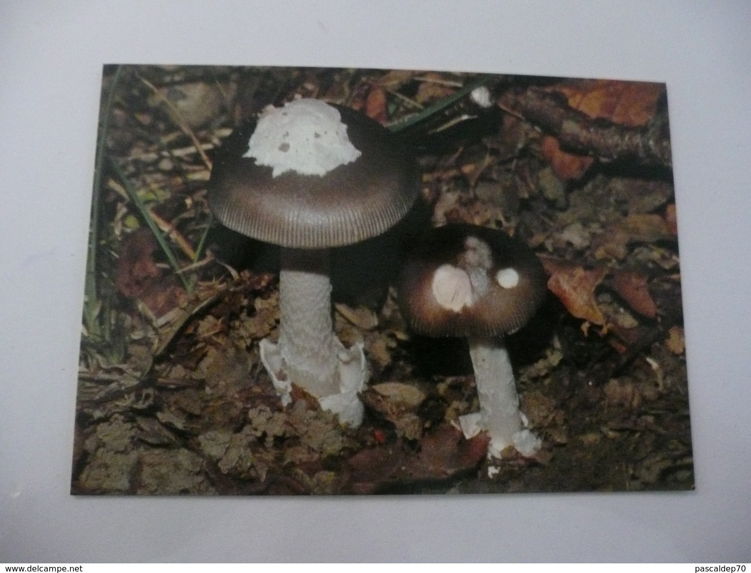 Gyromitra Esculenta (Mortel à L'état Cru) Et Amanita Vaginata Plumbea (Excellent Comestible) - Mushrooms