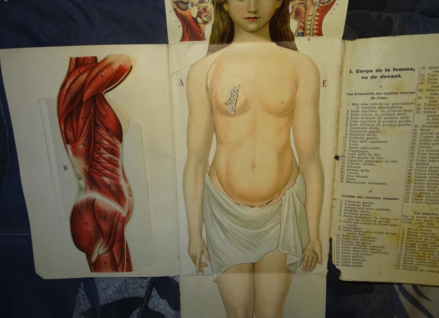 vieux port folio - BILZ anatomie du corps humain grand modèle démontable de la femme en cours de gestation planche anato