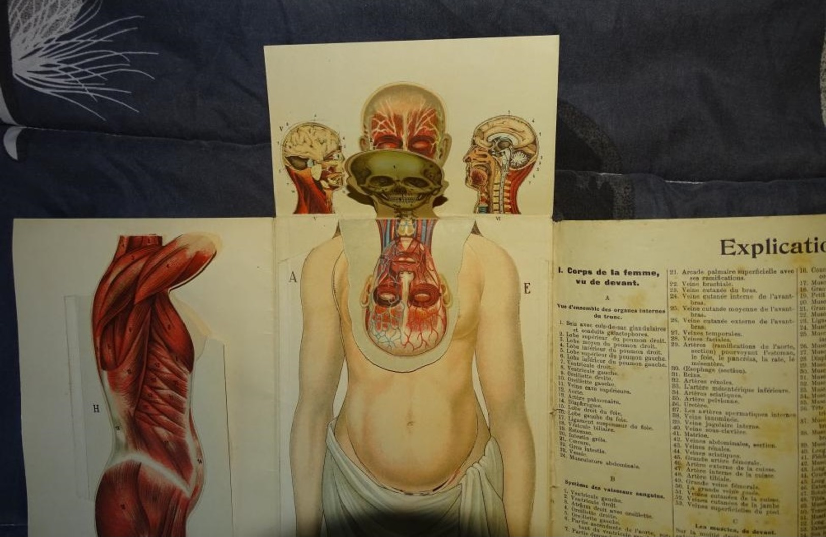 vieux port folio - BILZ anatomie du corps humain grand modèle démontable de la femme en cours de gestation planche anato