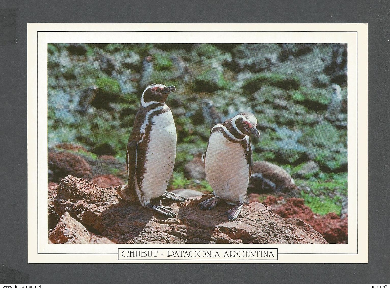 ANIMAUX - ANIMALS - CHUBUT PATAGONIA ARGENTINA - PUNTA TOMBO - PINGÜINO DE MAGALLANES - PINGUINS - 17x12 Cm  6¾x4¾ Po - Autres & Non Classés