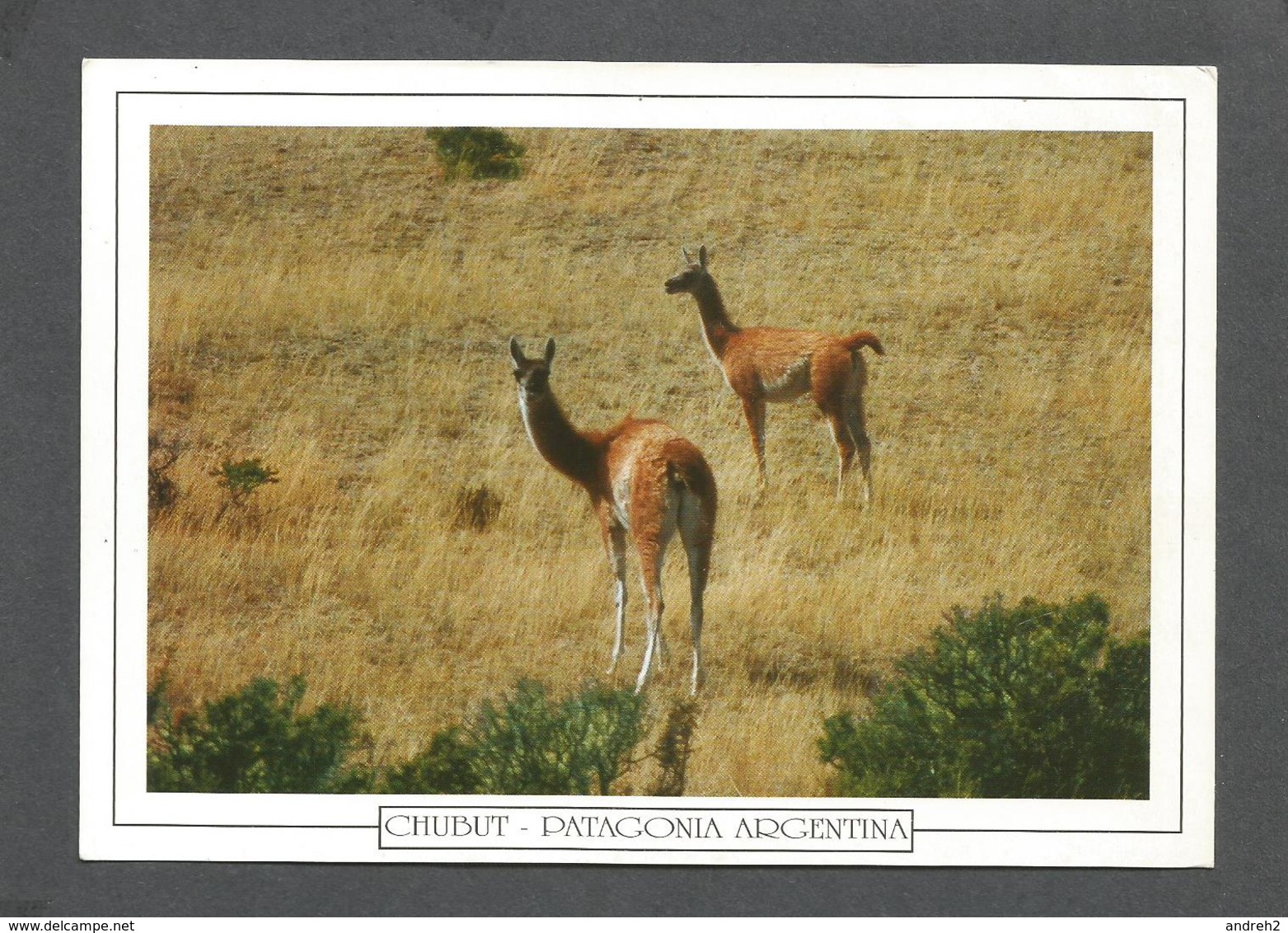 ANIMAUX - ANIMALS - CHUBUT PATAGONIA ARGENTINA - MESETA PATAGONICA - GUANACOS - 17x12 Cm  6¾x4¾ Po - Autres & Non Classés