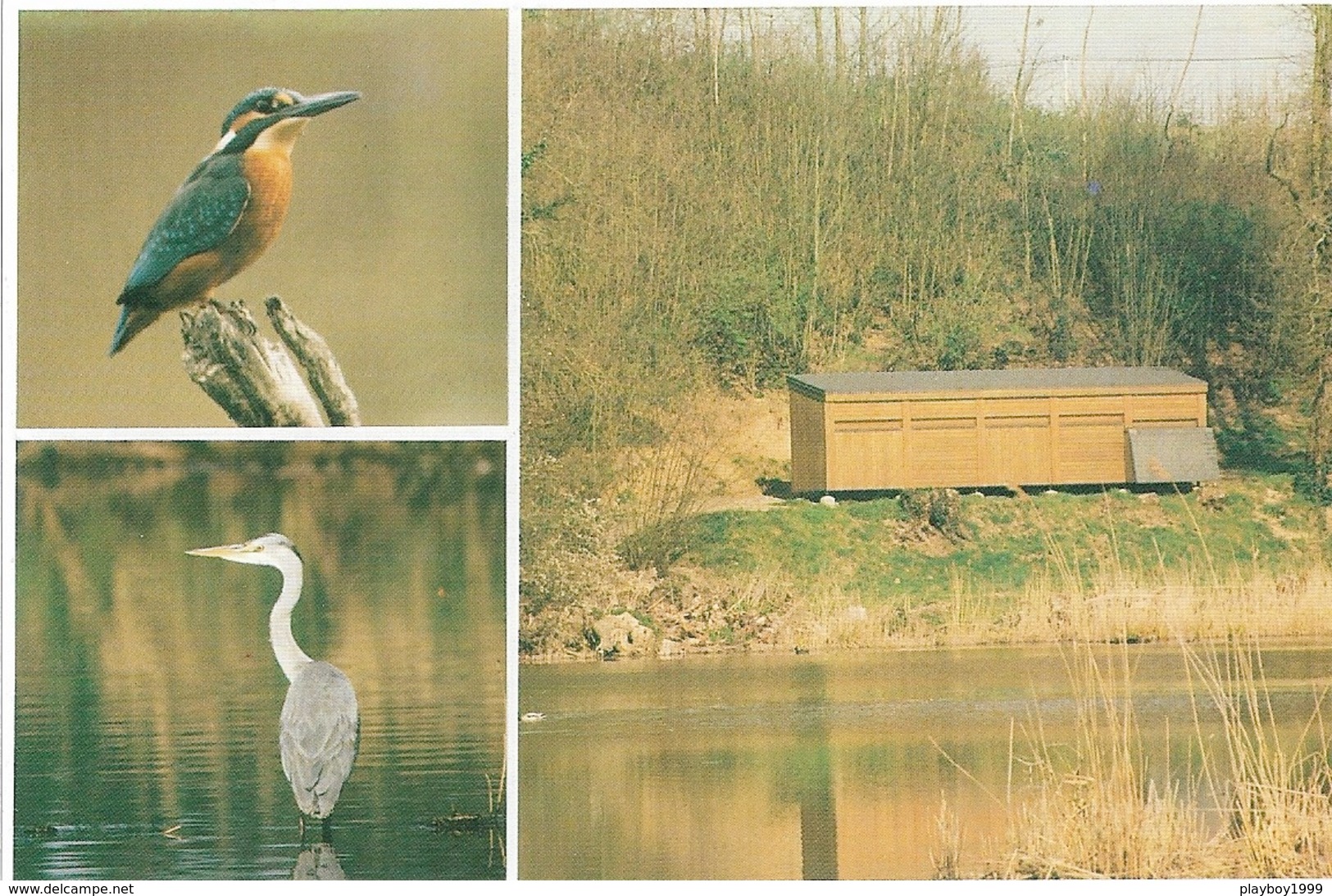 35 - MARCILLÉ-ROBERT - Hutte D'Observation Près De L'Etang - Martin Pêcheur - Héron Cendré - Cpm - Vierge - Autres & Non Classés