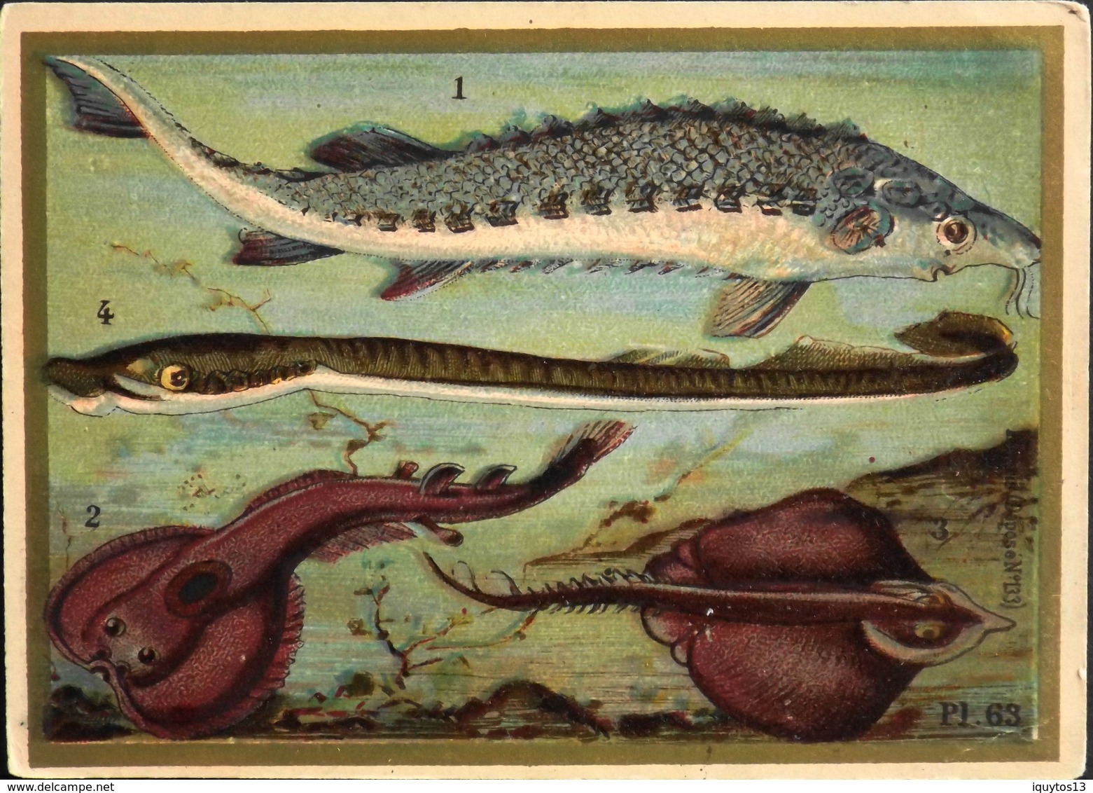 Chromos & Images Bords Dorés > Fiches Illustrées > Animaux - N° PL63 Les Poissons - TBE - Animals