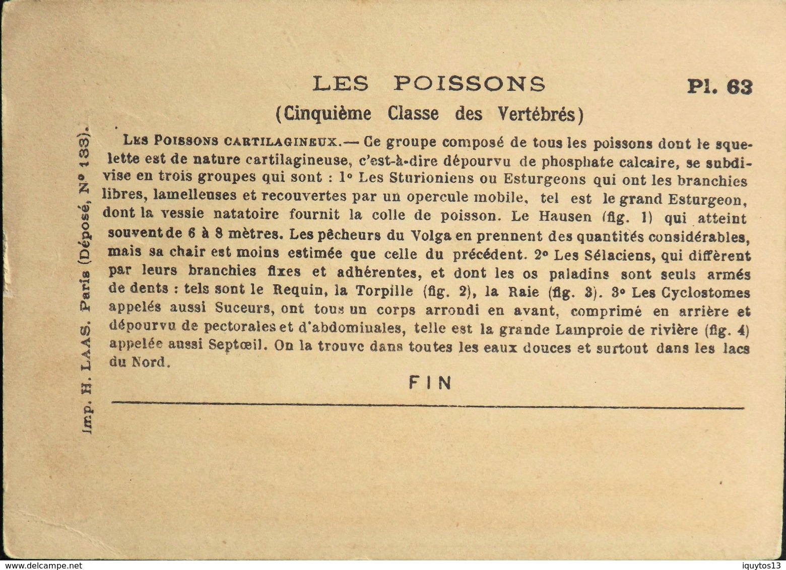 Chromos & Images Bords Dorés > Fiches Illustrées > Animaux - N° PL63 Les Poissons - TBE - Animals